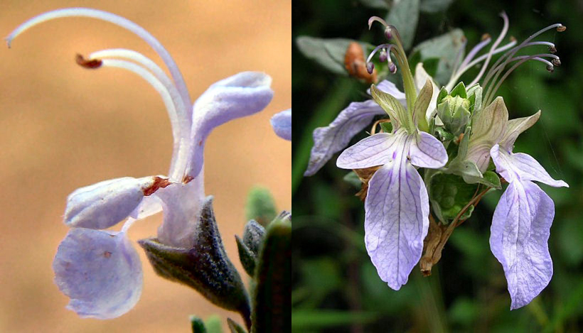 Famiglia LAMIACEAE